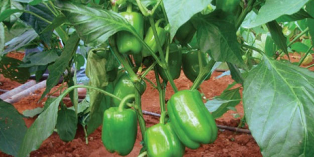 Dolmalık biberin faydaları saymakla bitmiyor