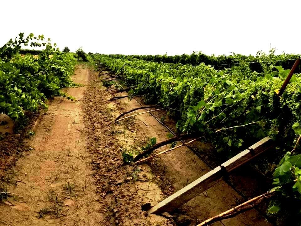 Dolu üzüm bağlarında zarara yol açtı 
