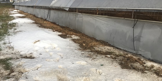 Dolu ve fırtına tarım alanlarına zarar verdi