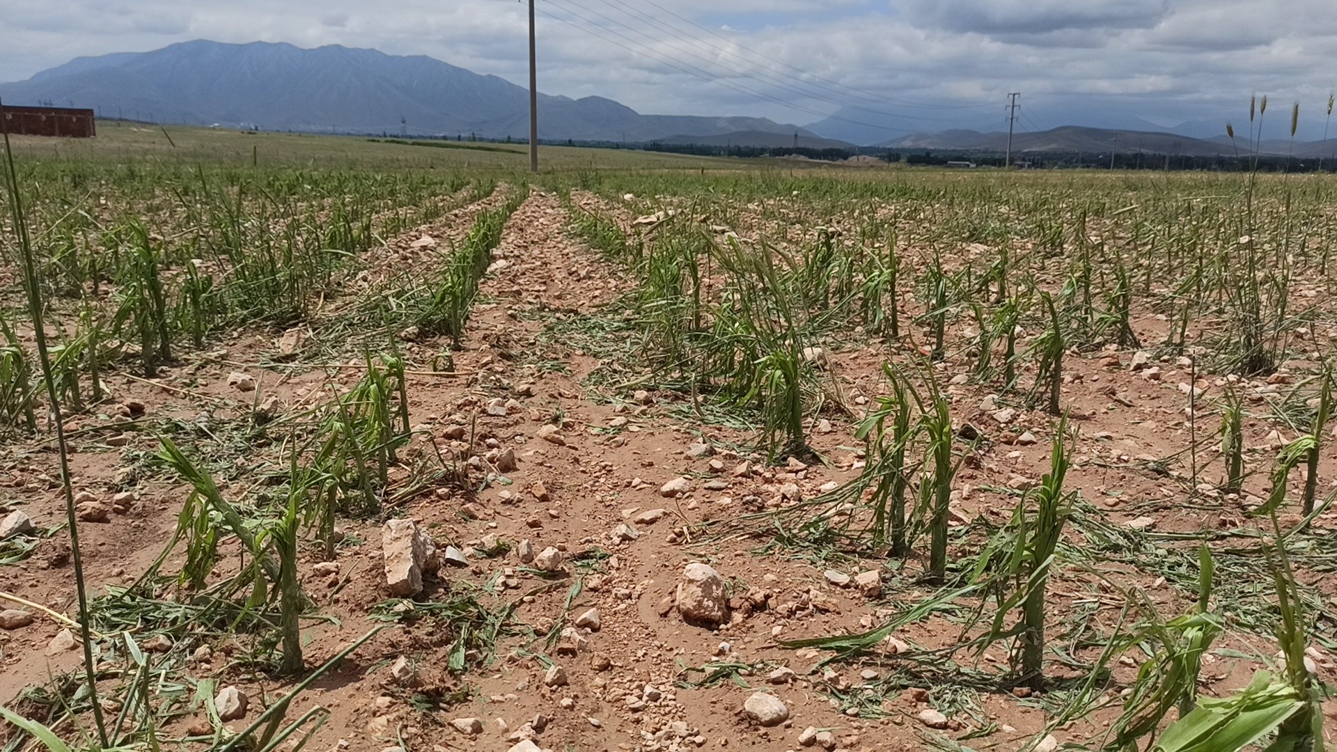 Dolu yağışı, çiftçinin bir yıllık emeği ve alın terini götürdü