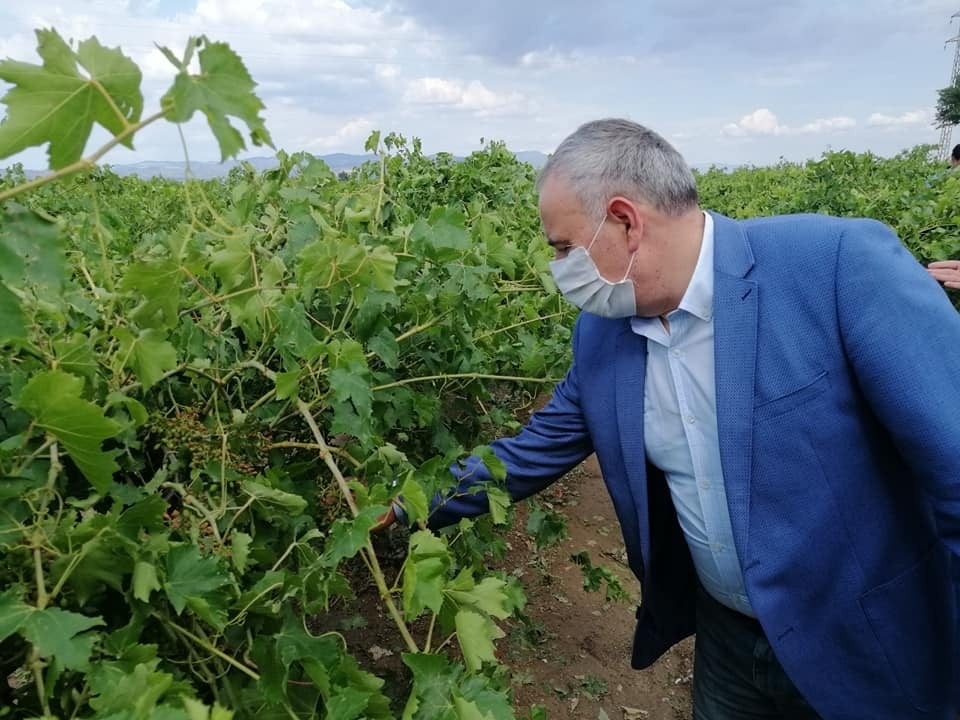 Dolunun zarar verdiği bağlarda inceleme 