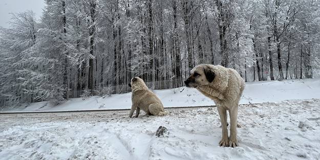 Domaniç Dağları'nda kar, buzlanma ve sis!