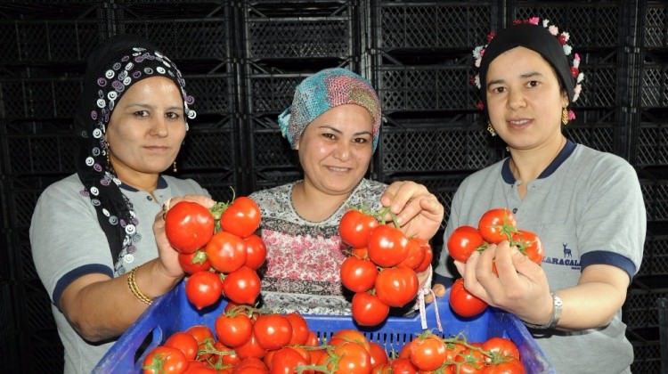 Domates doları da euroyu da solladı