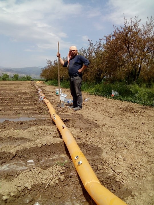 Domates fidanları toprakla buluşuyor 