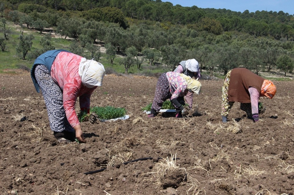 Domates fideleri toprakla buluştu, üreticiler sezondan umutlu 
