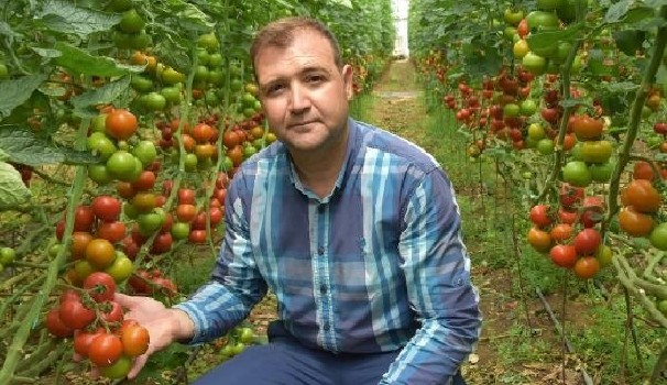 Domates fiyatları çiftçiyi sevindirdi