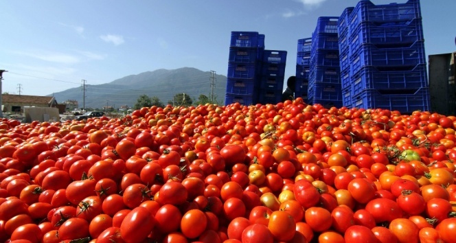 Domates fiyatları tepe taklak
