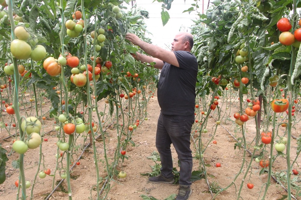 Domates fiyatları uzun aradan sonra üreticisini güldürdü 