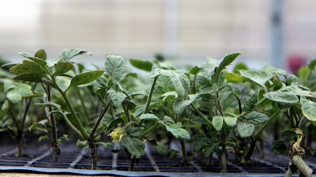 Domates fiyatlarını artıran sebep ortaya çıktı