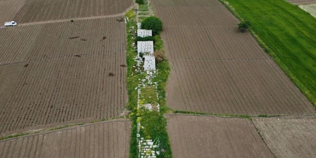 Domates tarlalarının arasında öylece kalakaldı!