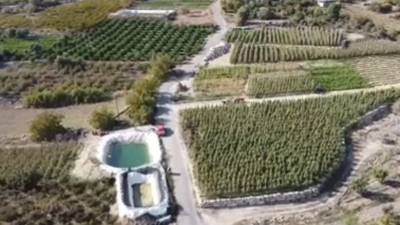 Domates üreticisi bu sezon kazandı! Kışın bile açıkta hasat devam ediyor