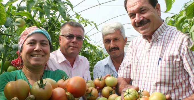Domates üreticiyi sevindiriyor