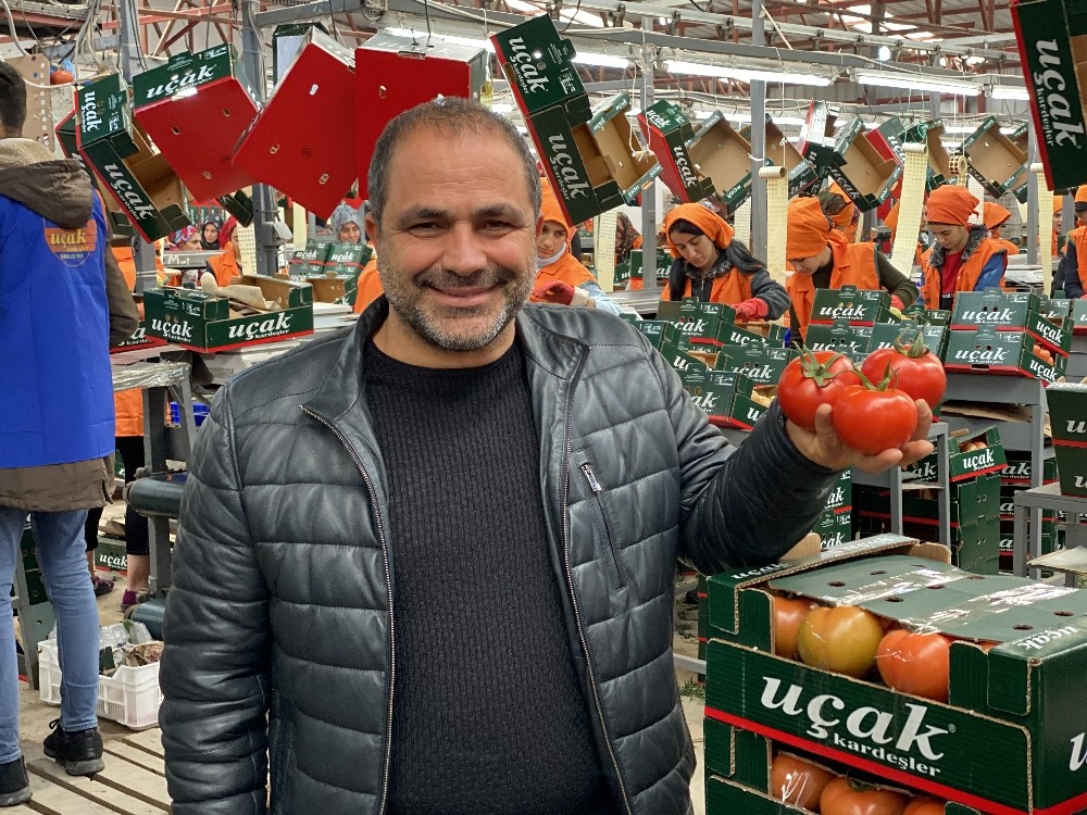 Domatesi arılar üretiyor, hormon söylentileri tarihe karışıyor 