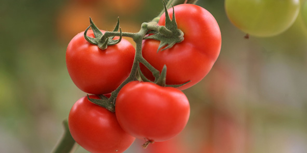 Domatesi kesinlik buzdolabına koymayın