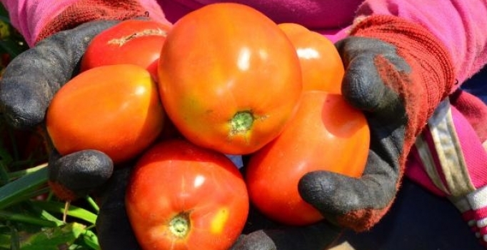 Domatesi virüs vurdu, fiyatlar arttı