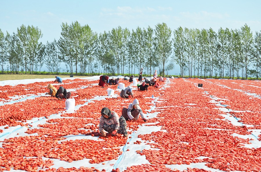 Domatesin pahalı olmasının sebebi ortaya çıktı: Bize domates bırakmıyorlar