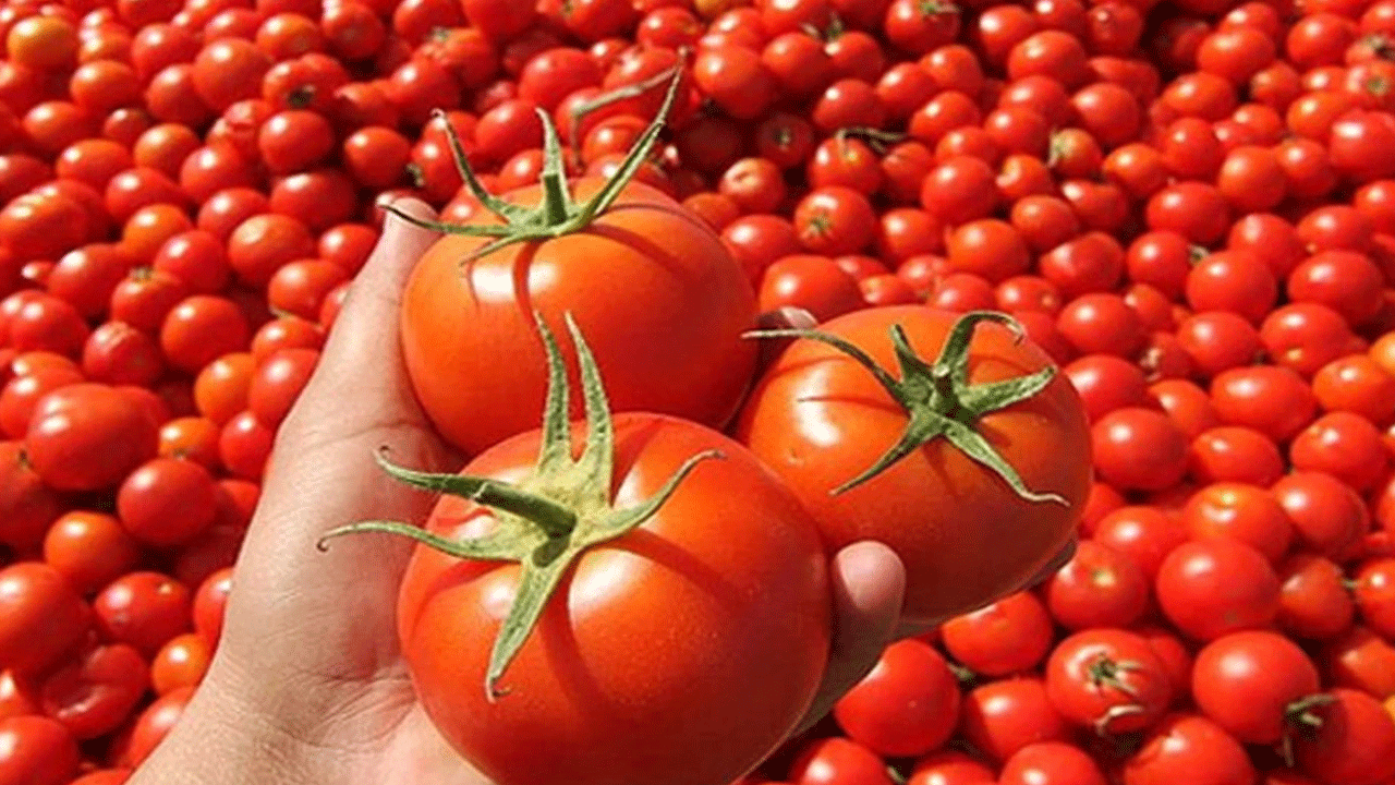 Domatesin tarladaki fiyatını duyan inanamadı