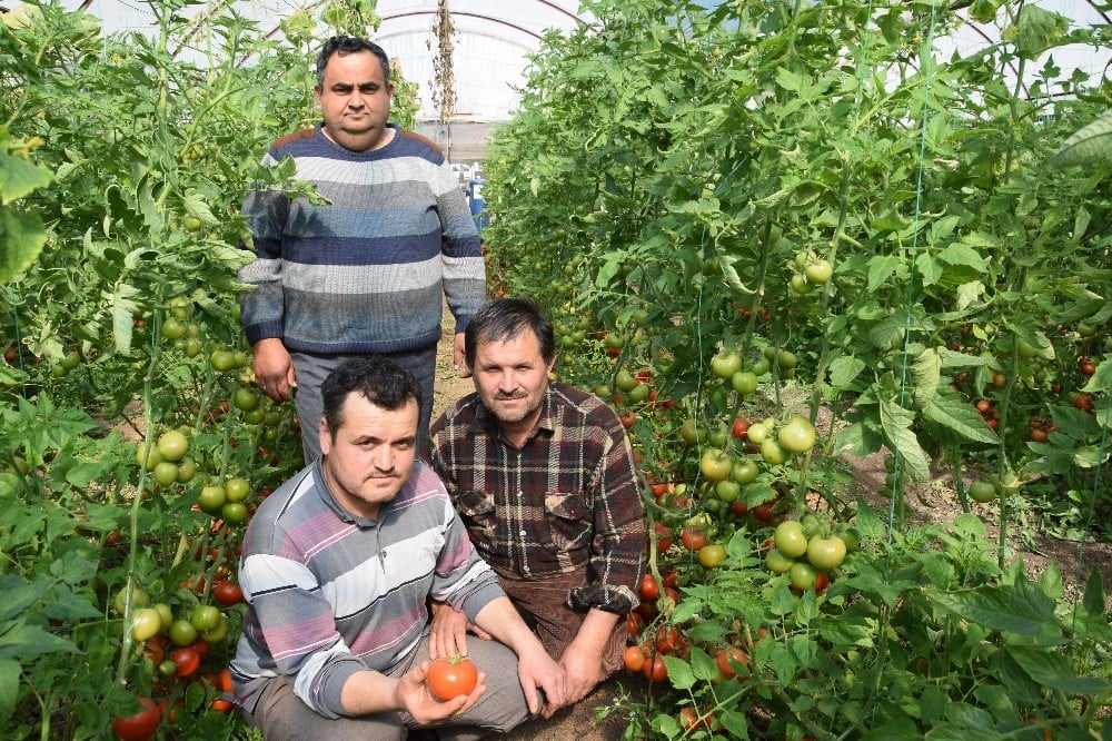 Domateste kota artırımı haberi Kumlucalı üreticileri sevindirdi 