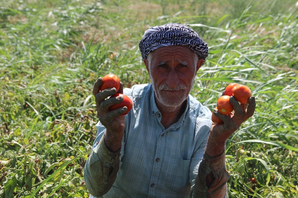 Domateste üretim çok rekolte düşük 
