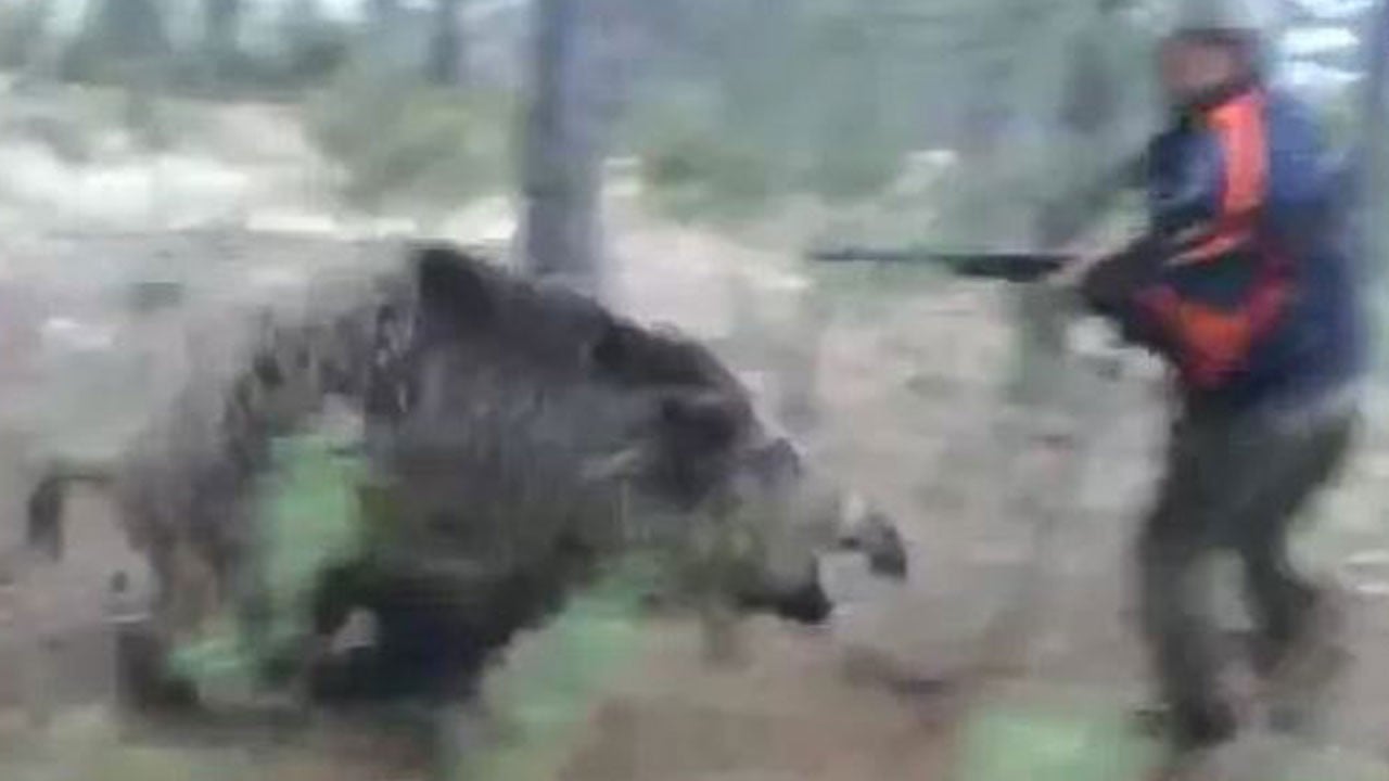 Domuz avına gitti domuz saldırısında öldü