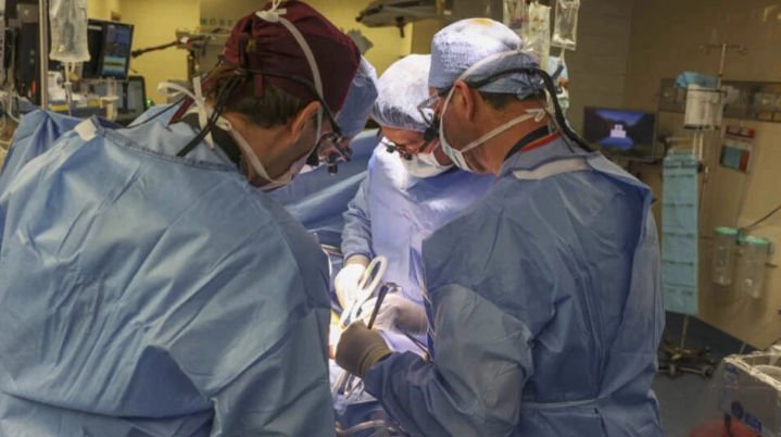 Domuz böbreği nakli ölüm getirdi