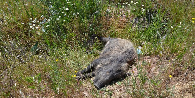 Domuz faciası: 1 ölü 1 yaralı