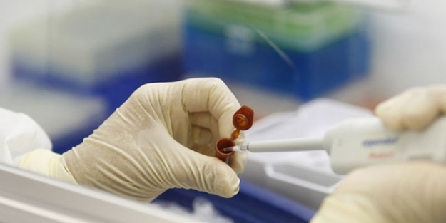 Domuz gribi bir can daha aldı