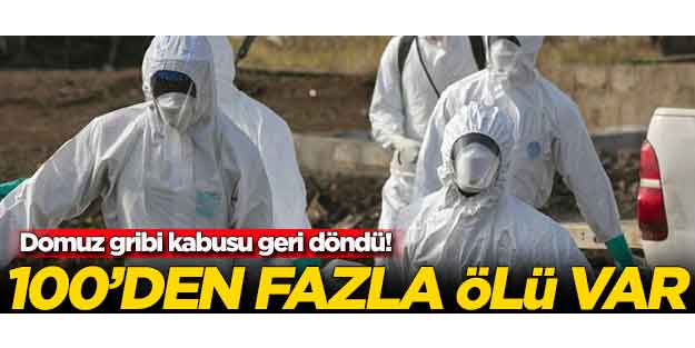 Domuz gribi kabusu geri döndü! 100'den fazla ölü var