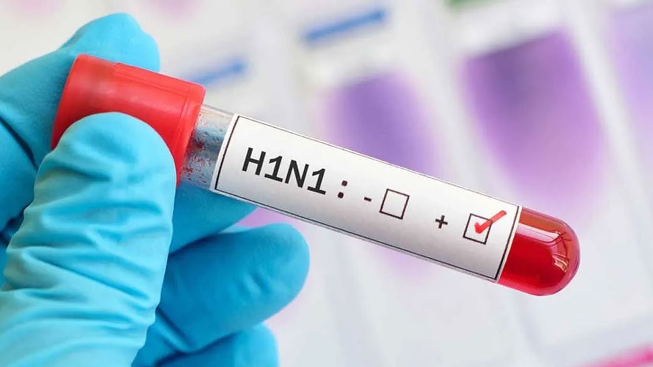 Domuz gribinde vaka sayısı yükseliyor