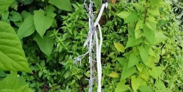 Domuz için tuzak kurdu, tuzağa eşi yakalandı! Feci olay
