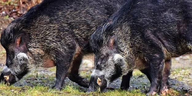 Alanyada domuz avında ölüm