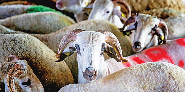 Domuz satan marketten kurbanlık alınmaz
