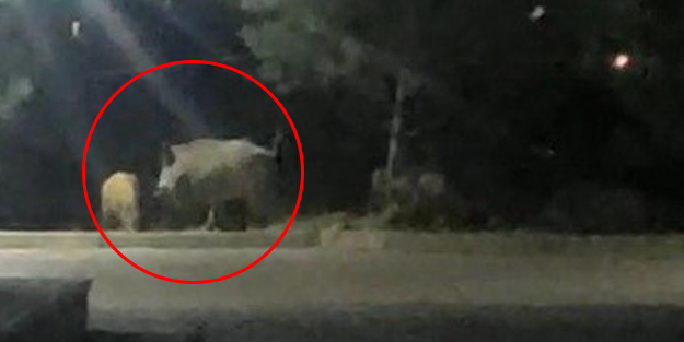Domuz sürüsü üniversiteyi bastı! İşte o anlar