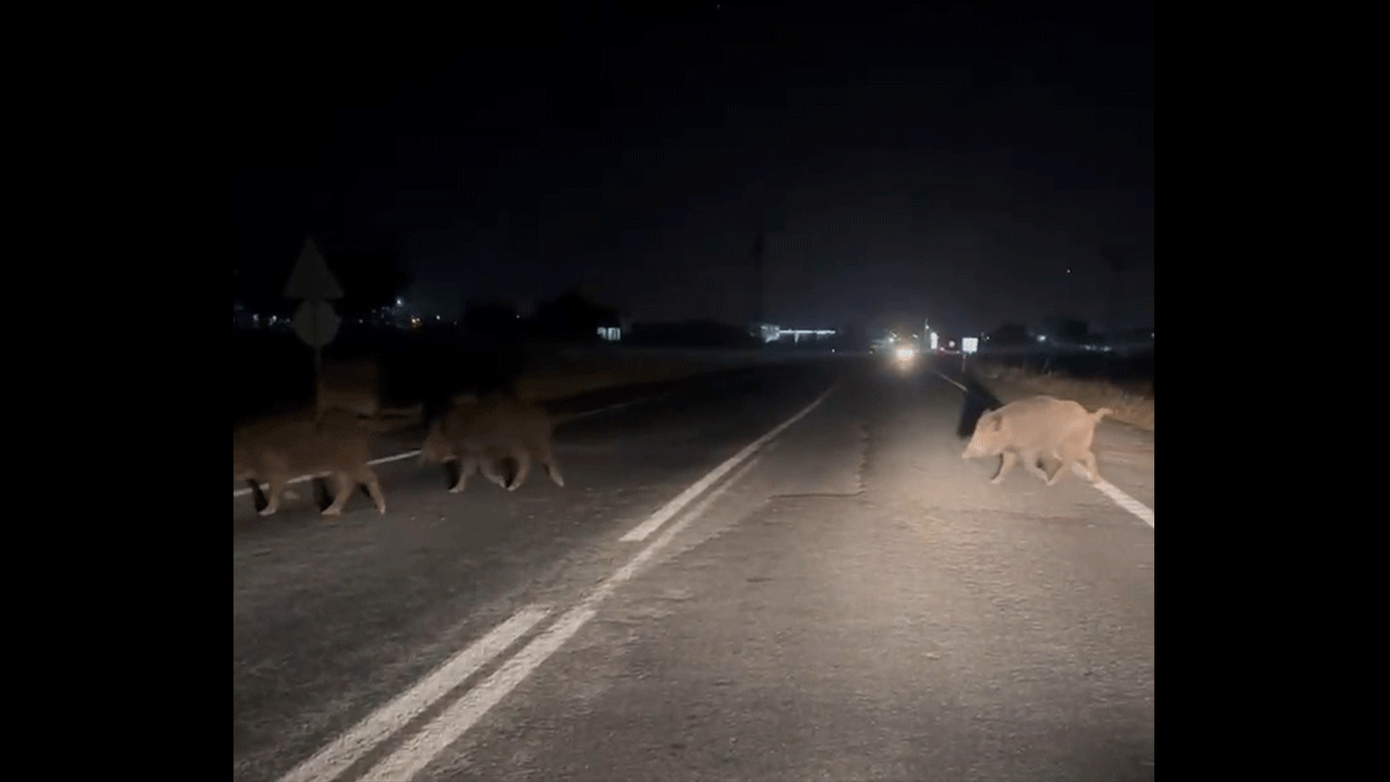 Domuz sürüsü Urfa’yı bastı