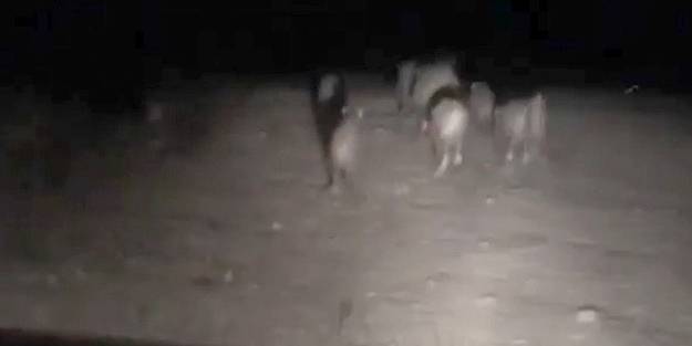 Domuz sürüsünü arabayla kovaladılar!