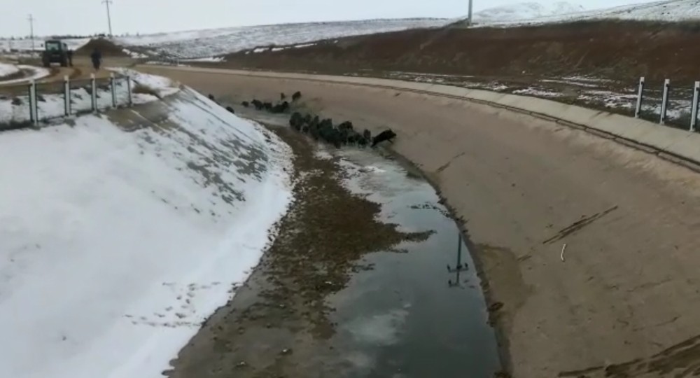 Domuz sürüsünü su kanalında böyle avladılar 