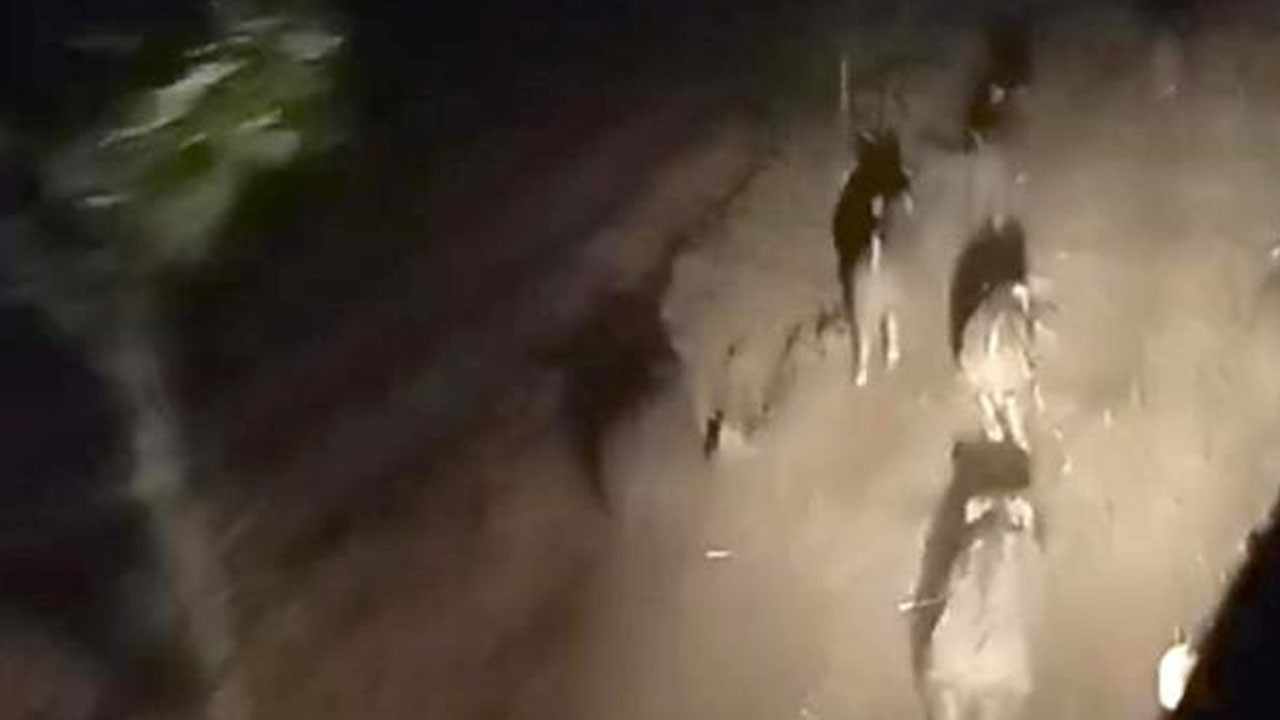 Domuz sürüsünü traktörle kovaladı! O anlar kamerada