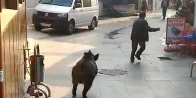 Domuz vatandaşı kovaladı: Burası İstanbul!