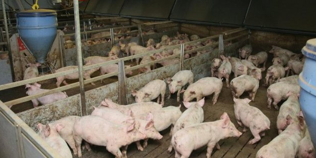 Domuz vebası nedir? Roma'da kırmızı alarm! 'Domuz vebası'