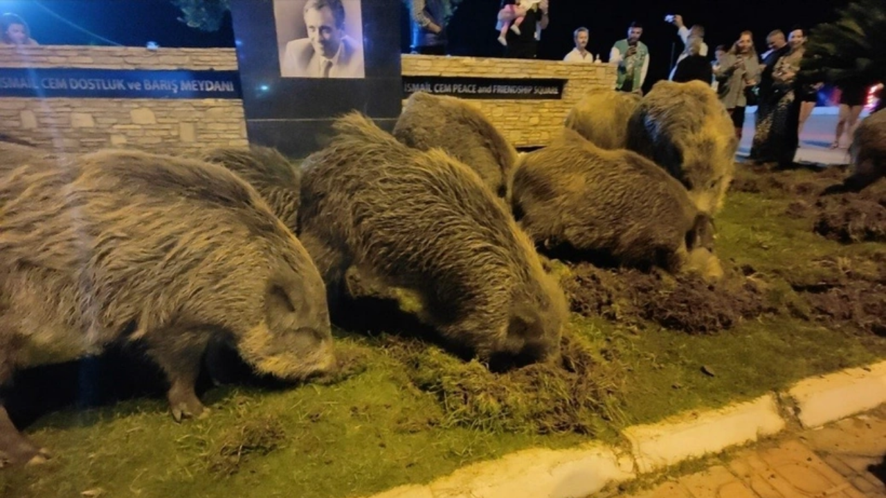 Domuz yerseniz domuz da sizi yer! Aç kalınca şehre indiler