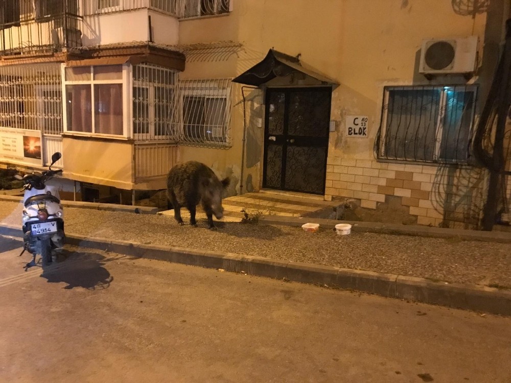 Domuza zarar gelmesin diye polisten yardım istedi 