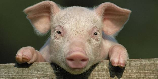 Domuzdan insana ilk kalp nakli gerçekleştirilmişti! Hayatını kaybetti