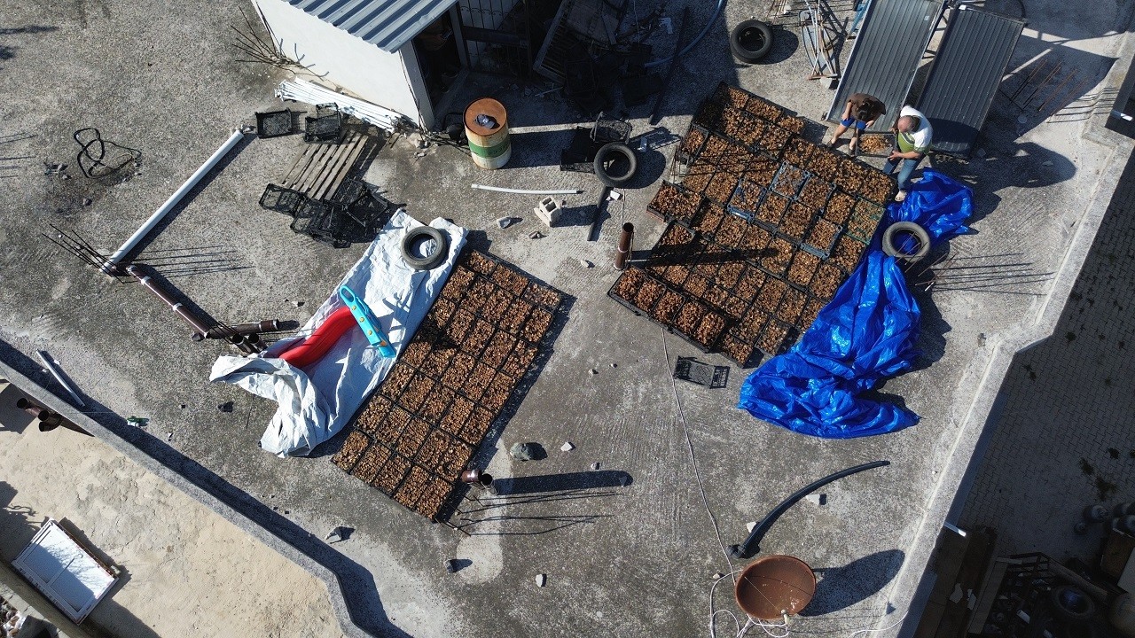 Domuzdan kurtardıklarını satıyorlar! Kilosu 350 TL