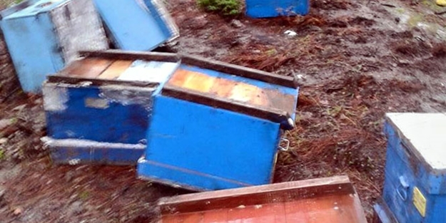 Domuzlar arı kovanlarını telef etti