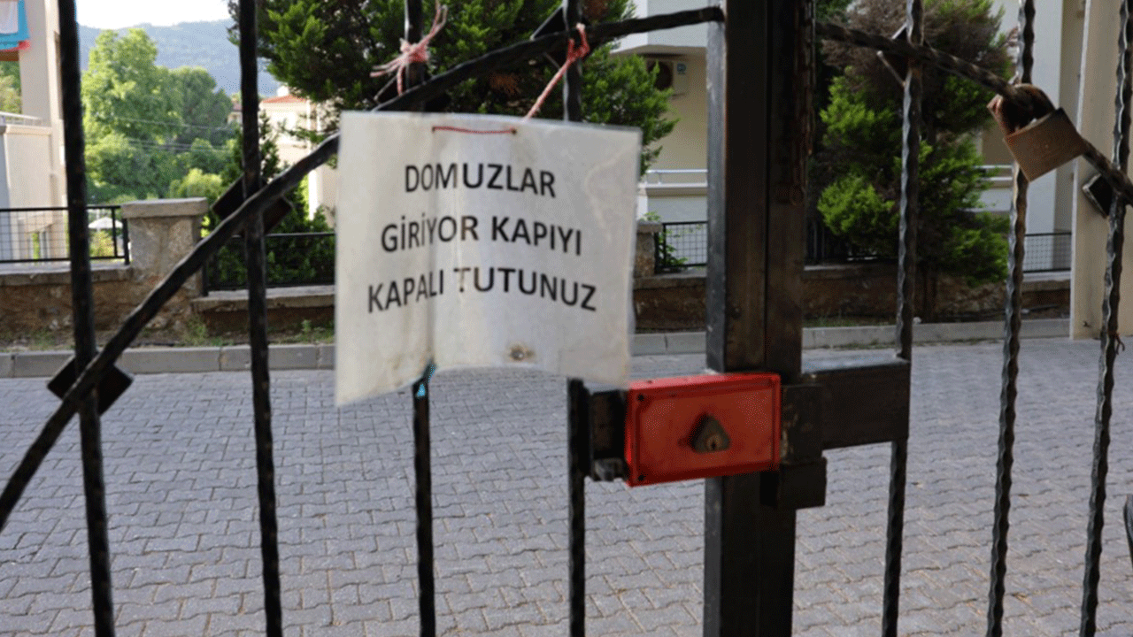 Domuzlar canlarından bezdirdi: Şimdi de oraya dadandılar!