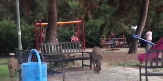 Domuzlar çocuk parkını bastı!