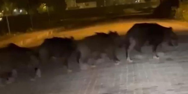 Domuzlar ilçe merkezine indi