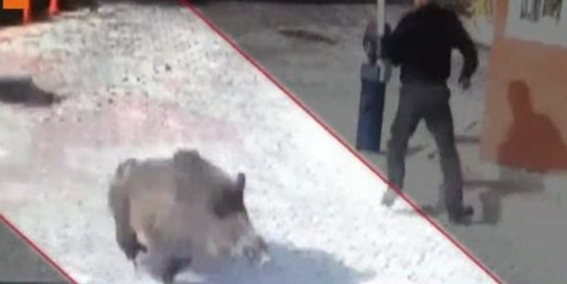 Domuzlar İstanbul'un göbeğine indi