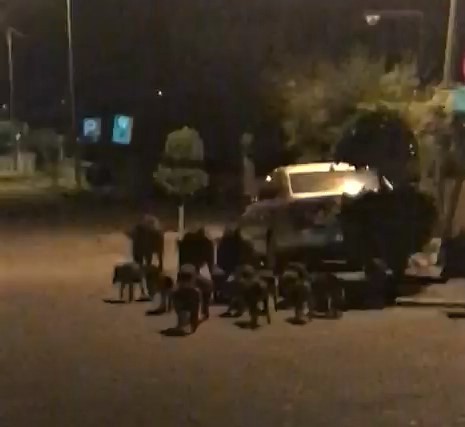 Domuzlar kedilerin mamalarına göz dikti 