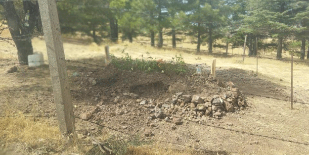 Domuzlar mezarlıklara dadandı